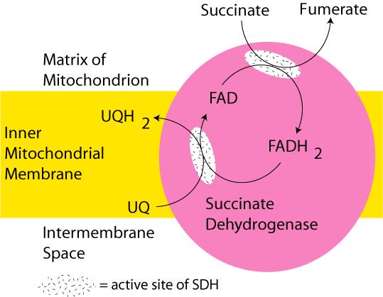 Dehydrogenaza bursztynianowa - Dehydrogenaza bursztynianowa (SDH) jest zarówno częścią łańcucha oddechowego jak i cyklu Krebsa, w którym utlenia bursztynian do fumaranu - SDH zbudowana jest z