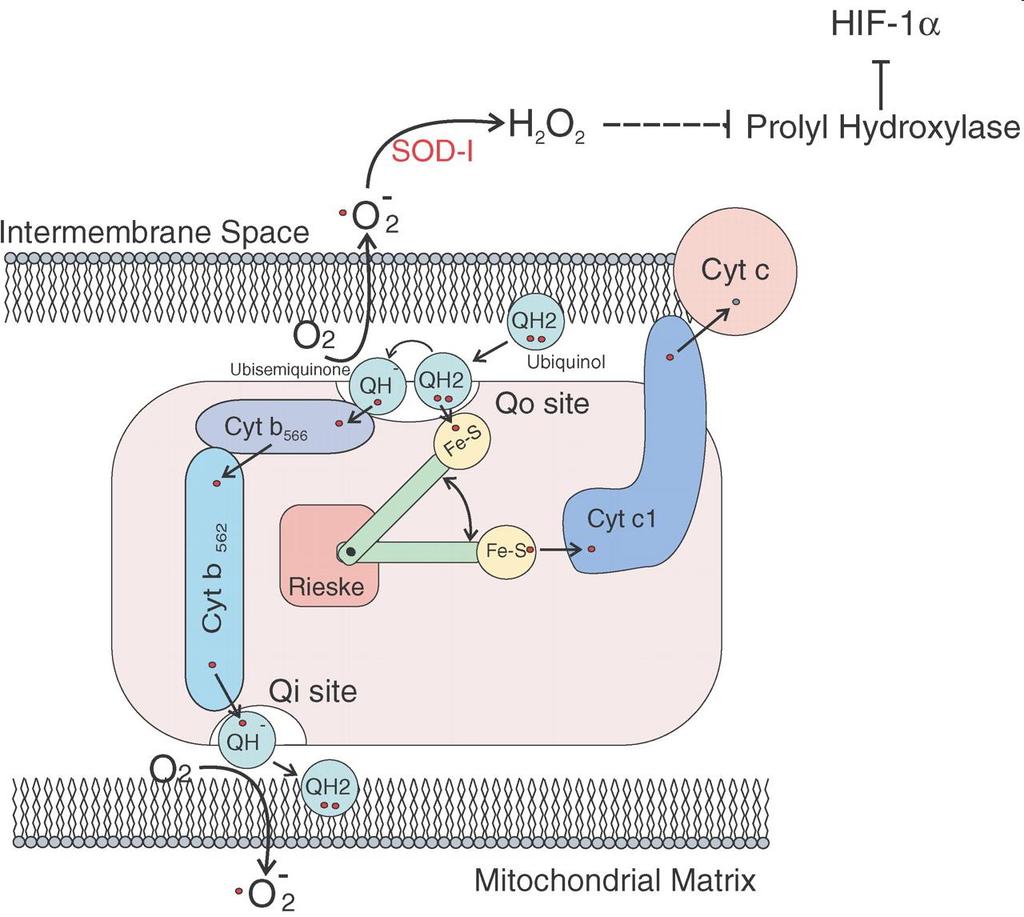 Produkcja O 2 - w kompleksie III łańcucha oddechowego Kompleks III (oksydoreduktaza koenzym Q:cytochrom c) - Budowa kompleksu III: * zewnętrzne miejsce chinonowe (Q o ) * wewnętrzne miejsce chinonowe