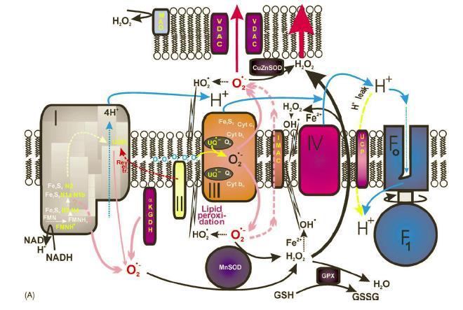 Mitochondria jako źródła ROS w komórce VDAC Voltage dependent