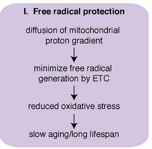 mitochondrialny łańcuch oddechowy UCP endogenny system antyoksydacyjny UCP rozpraszając