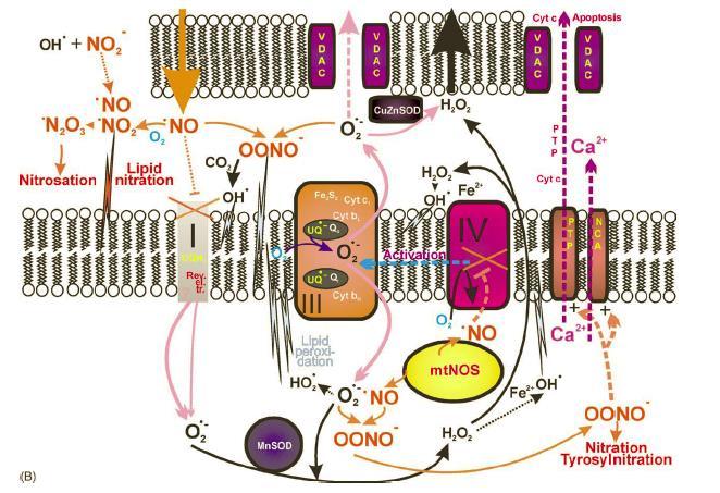 Mitochondria jako źródła RNS w