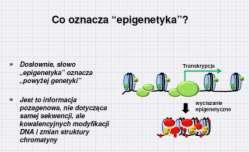 są związane z mutacjami w DNA Holiday et al.