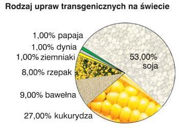 Jakie rośliny GMO