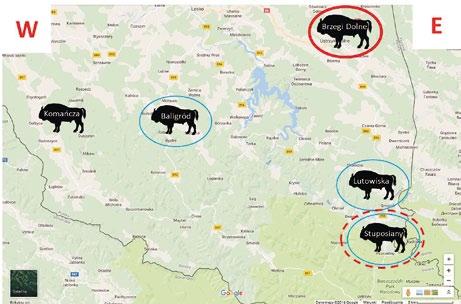 Ryc. 2. Rozmieszczenie populacji żubra w Bieszczadach w latach 1996-2001. Na czerwono zaznaczono lokalizację stada, w którym stwierdzono gruźlicę.