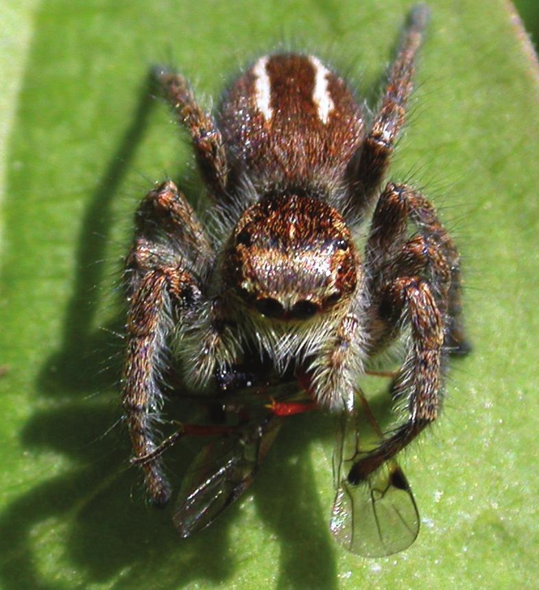 Chrońmy Przyr. Ojcz. rocznik 66, zeszyt 1, 2010 Ryc. 4. Środowisko występowania strojnisia nadobnego P. chrysops na skraju lotniska Aeroklubu Pomorskiego (Toruń, 1.07.2003, fot. A. Oleksa) Fig. 4. Habitat of P.