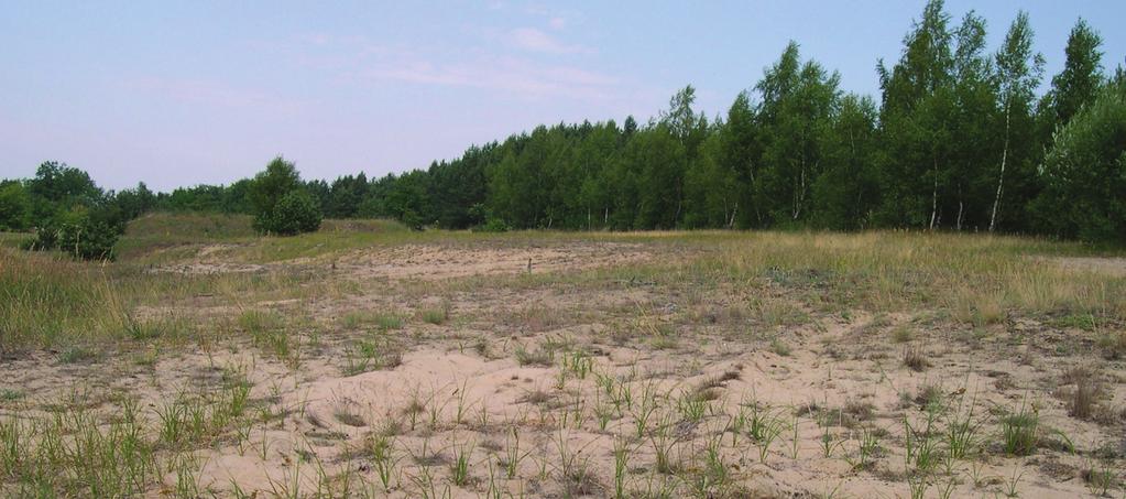 Oleksa) Poprzez wykaszanie z liści kwitnącego lilaka na obrzeżu muraw napiaskowych na północnym skraju lotniska (CD37) odłowiono pięć samic (ryc. 5) i jednego samca (08.05.2008).