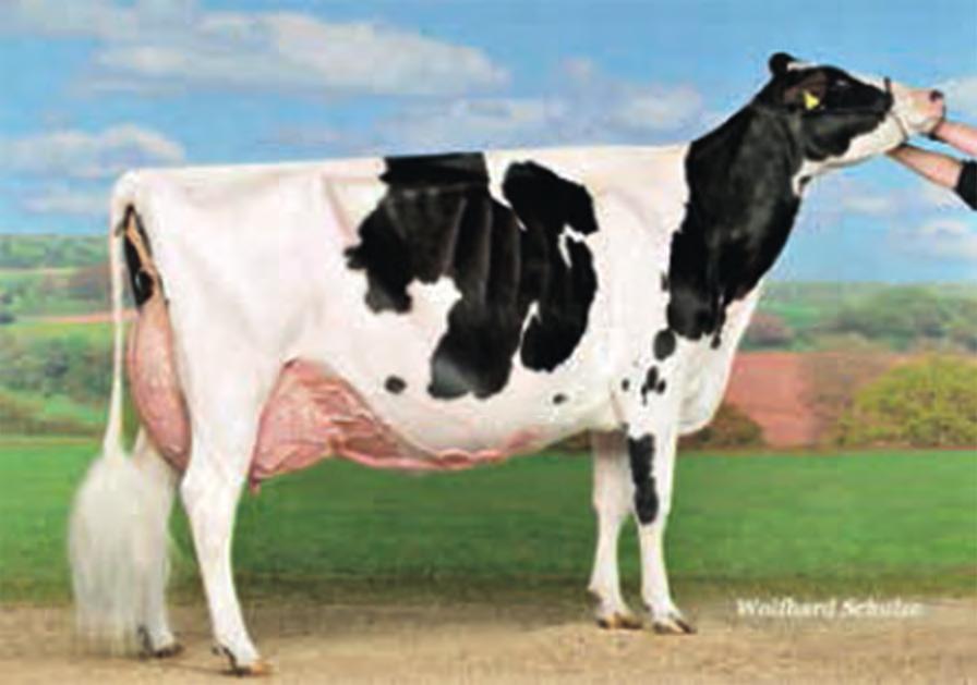 EX-90 Dostępne zarodki: Zarodek Ciąża Fembryo Jordy-Red x Awesome-Red x Sid x Boss Iron Cena: 1600 zł Cena: 4000zł Fembryo