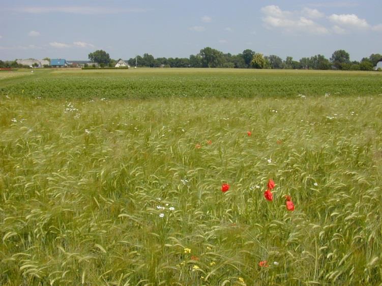 WSTĘP System rolniczy jest to sposób zagospodarowania przestrzeni rolniczej w zakresie produkcji roślinnej i