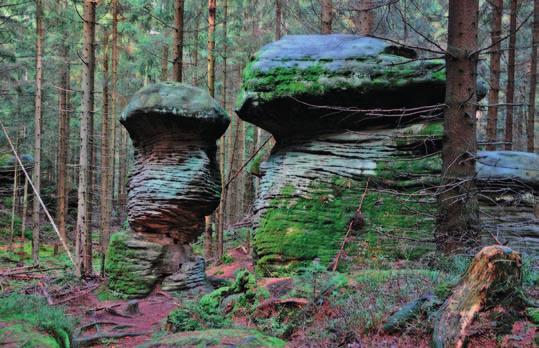 Fantazje natury Skalne Grzyby Formy skalne w Górach Stołowych przybierają różne kształty. Do najbardziej osobliwych należą te, które wyglądem przypominają grzyby.