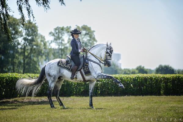 wrażenie jakby tańczyły. Piękne i wyraziste konie Gonzalez Horse Show znajdują się w centrum wszystkiego. To one są gwiazdami i rozświetlają wszystko dookoła.