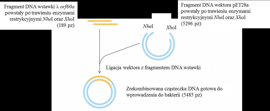 Ryc. 8. Schemat przebiegu reakcji ligacji wektora ze wstawką. Wykonanie: Każda para przygotowuje 1 