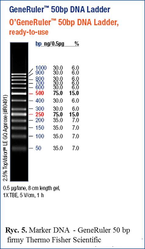 2.4 Elektroforeza DNA w żelu agarozowym Jest to standardowa metoda pozwalająca rozdzielić, zidentyfikować lub oczyścić fragmenty DNA.