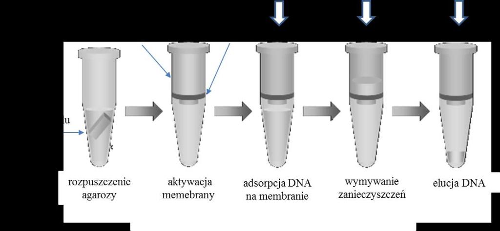 2.5 Oczyszczanie DNA z żelu agarozowego przy użyciu minikolumn ze złożem krzmionkowym Procedura ta przeprowadzana jest z wykorzystaniem minikolumn wirowniczych, zawierających złoże krzemionkowe
