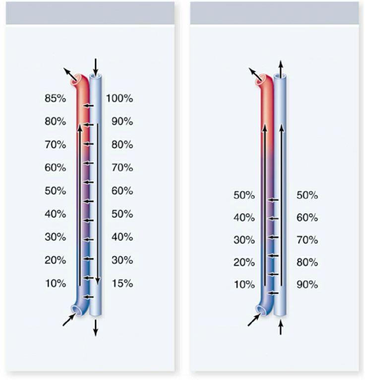Dyfuzja w przepływie Wymiana przeciwprądowa Wymiana równoległa krew (85% wysycenie O 2 ) woda (100% wysycenie O 2 ) krew (50%