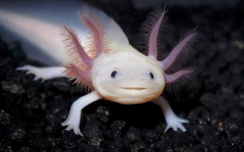 Skrzela zewnętrzne Axolotl