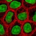 wypełniająca wnętrze komórki (cytozol) - tworzy środowisko wewnętrzne komórki - złożony roztwór