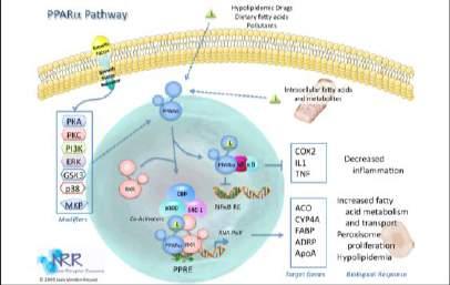 Ścieżka sygnałowa zależna od PPARα - zmniejszenie stanu zapalnego - wzrost metabolizmu kwasów tłuszczowych; - proliferacja peroksysomów; - hypolipidemia Proteasomy -