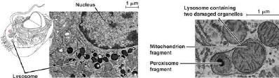 Lizosomy Lizosomy dzielimy na a) heterolizosomy (trawione substancje pochodzą ze środowiska zewnętrznego) b) autolizosomy (trawią własne struktury komórkowe) Heterolizosomy Autolizosomy Aparat