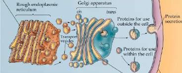 Aparat Golgiego funkcje sortowanie i dojrzewanie białek sortowanie i dojrzewanie lipidów modyfikacja reszt cukrowych glikoprotein i glikolipidów synteza polisacharydów oraz mukopolisacharydów: