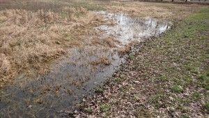 Musimy jednak pamiętać, że nadmiar wody jest dla roślin bardziej niekorzystny niż jej niedobór, dlatego zastoiska wodne, podtopienia i duża ilość opadów w danym okresie prowadzi do gnicia roślin i