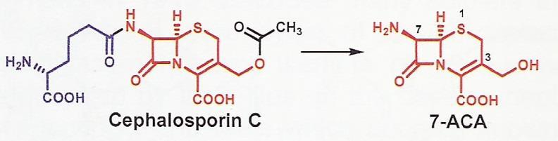 syntezy cefalosporyn (podobny do