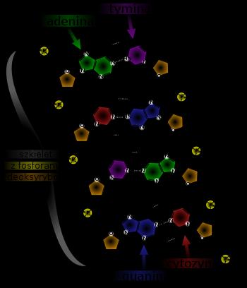 Budowa DNA