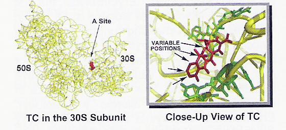białka w podjednostce 30S rybosomu.