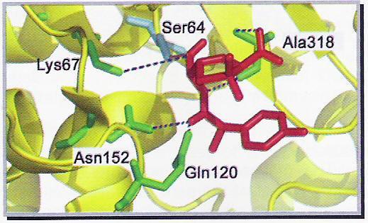 Amoksycylina Z grupy penicylin, lek pochodny: Augmentin (amoksycylina i kwas klawulanowy inhibitor -laktamazy) Glaxo Pfizer Amoksycylina blokuje enzym transpeptydazę (kroslinkowanie ściany komórkowej