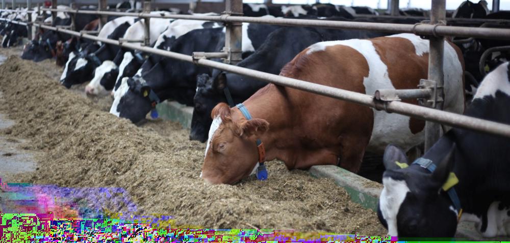 .pl https://www..pl Jak zadbać o prawidłowe żywienie w hodowli bydła? Autor: Anna Klimecka Data: 1 maja 2018 Praca w gospodarstwie wymaga dziś wszechstronnej wiedzy.