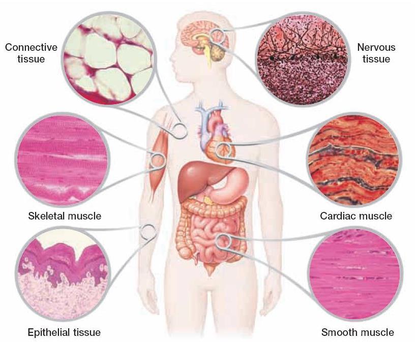 Tkanki człowieka Tkanka łączna Tkanka nerwowa Tkanka mięśniowa prążkowana Tkanka mięśniowa