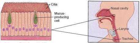 rzęski komórka śluzowa Nabłonek