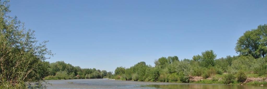 Nadrzeczne zbiorowiska roślinne występujące wzdłuż Wisłoki na odcinku dolnego biegu rzeki od mostu Nobis A. 2015. Zalewane muliste brzegi rzek. W: Mróz W. (red). Monitoring siedlisk przyrodniczych.