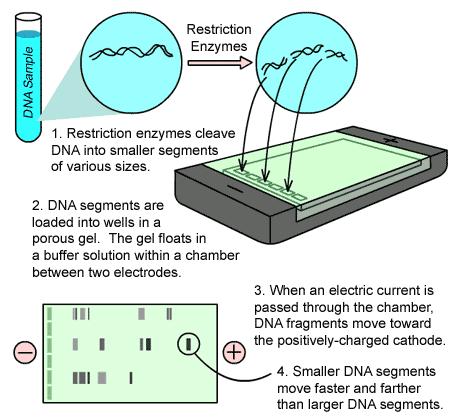 Badane DNA Schemat elektroforezy Rezultaty konwencjonalnego PCR wizualizowane są w procesie zwanym elektroforezą. PCR 1.