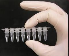 PCR Metoda wysoko specyficzna Potwierdzenie: hybrydyzacja, analiza restrykcyjna, Nested PCR, sekwencjonowanie DNA Do zastosowania nawet do wysoko przetworzonych próbek, np.