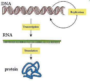 Białka Produkty genów Wielkocząsteczkowe biopolimery Ważne funkcje w organizmie m.in.