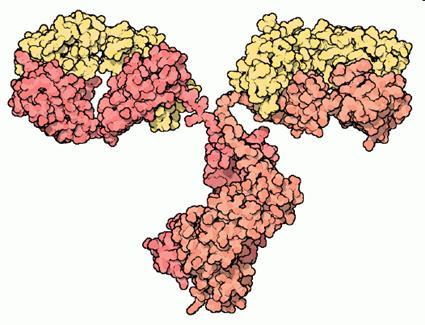 ELISA- wykrywanie białek Enzyme-Linked ImmunoSorbent Assay (test immunoenzymatyczny lub immunoenzymosorbcyjny) Specyficzna reakcja