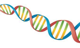 PCR (Pomerase chain reaction) Reakcja łańcuchowa polimerazy ds DNA 1.