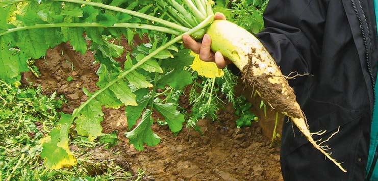 W korzystnych warunkach wiosną, wystarczy uprawa międzyplonu na głębokość siewu nasion kukurydzy.