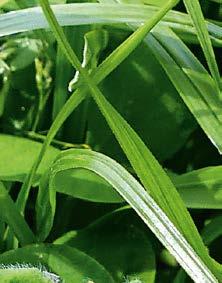 sierpnia Szybko rosnąca mieszanka traw z koniczyną perską do użytkowania jako międzyplon