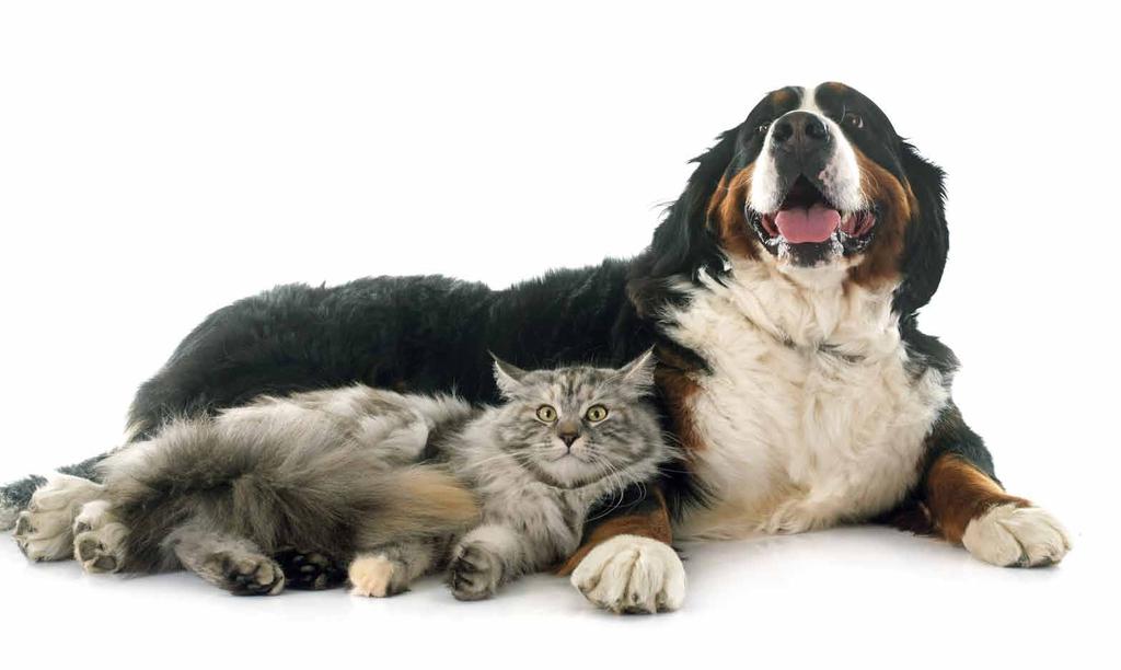 AmylaDol, AmylaDol mini ENZYMY TRAWIENNE AmylaDol i AmylaDol mini to preparaty dla psów i kotów zawierające naturalne enzymy trawienne. Wyrównują zaburzenia trawienia.