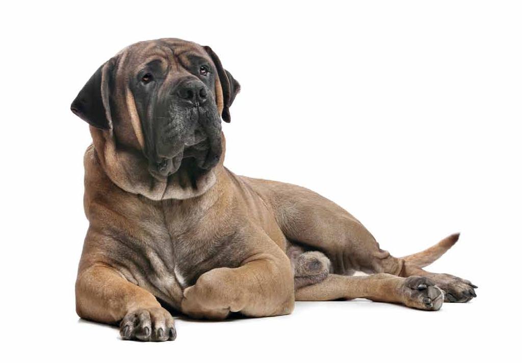 ProstaDol WSPOMAGANIE FUNKCJI PROSTATY ProstaDol stosuje się u psów w celu wspomagania prawidłowego funkcjonowania prostaty.