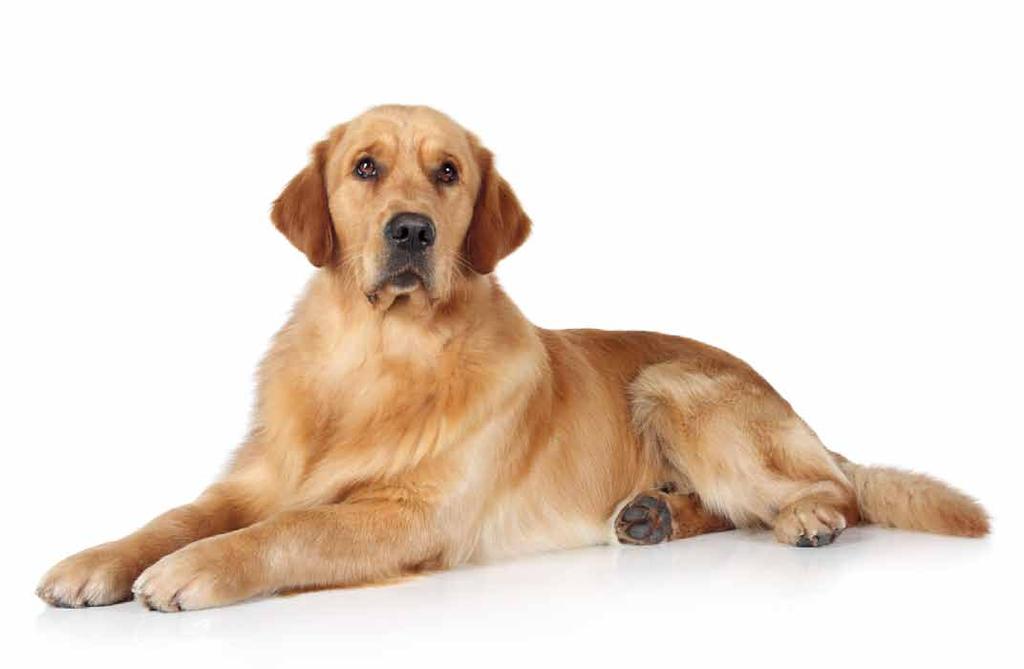 Multical przeznaczony jest dla psów każdej rasy i w każdym wieku, a szczególnie dla suk w okresie ciąży i laktacji.