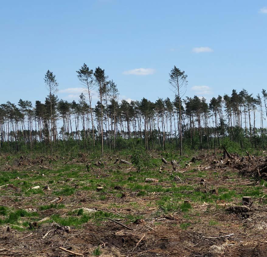 Naabril külas Eestlased Poola riigimetsas See sõit oli mõttes juba pikalt. Kuid lõplikult andis tõuke reisiks mullu 11.