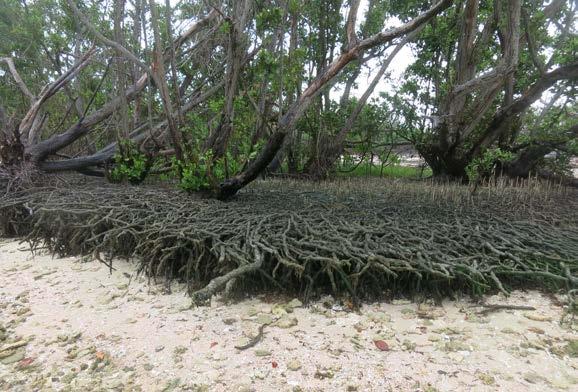 Florida on USA kõige lõunapoolsem osariik, mis on ka ameeriklastele eksootika, koht, kus on filmitud enamik krokodillifilme, kus asub maailmakuulus Evergladesi rahvuspark oma 97 km laiuse aeglase