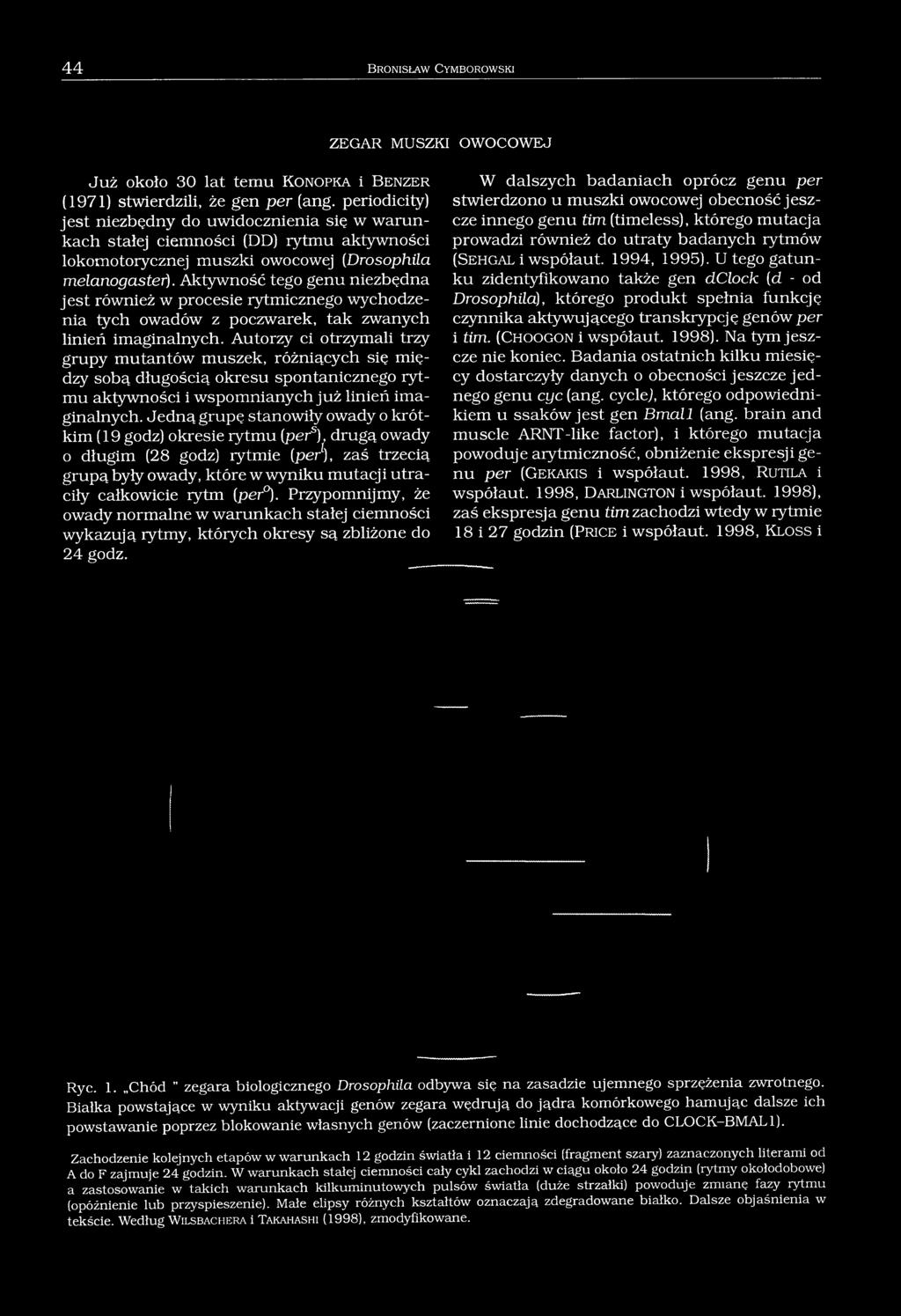 Aktywność tego genu niezbędna jest również w procesie rytmicznego wychodzenia tych owadów z poczwarek, tak zwanych linień imaginalnych.
