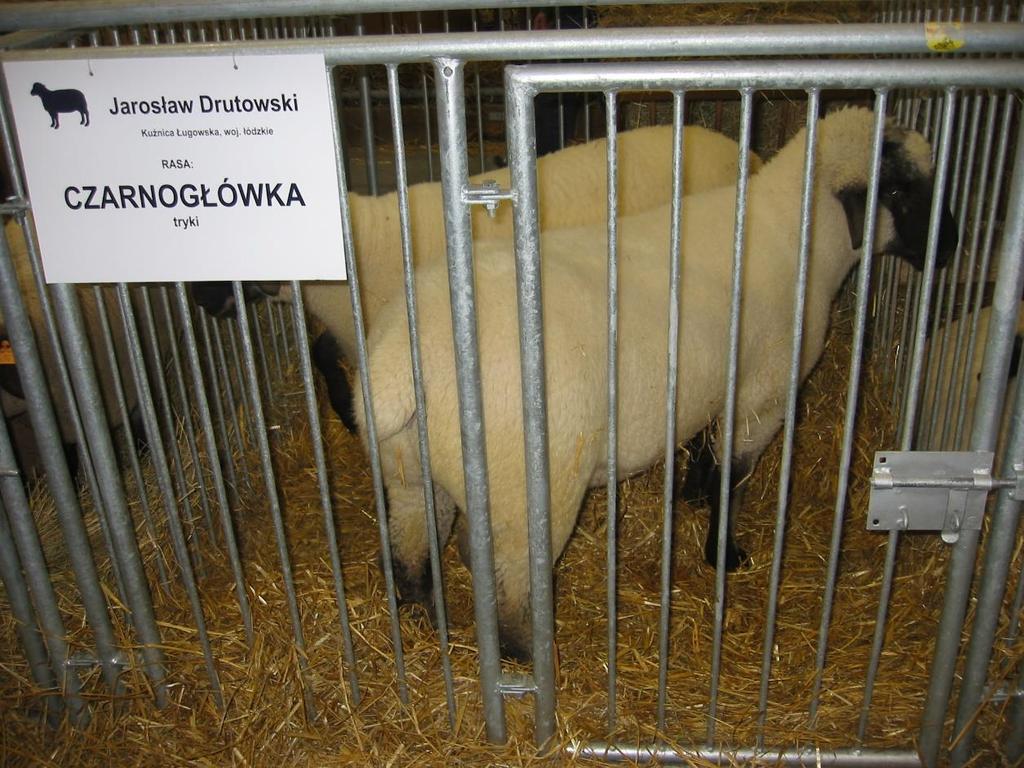 Krajowa Wystawa Zwierząt