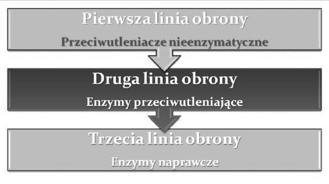 66 Archives of Waste Management and Environmental Protection, vol. 15 issue 1 (2013) limfatycznym [12].