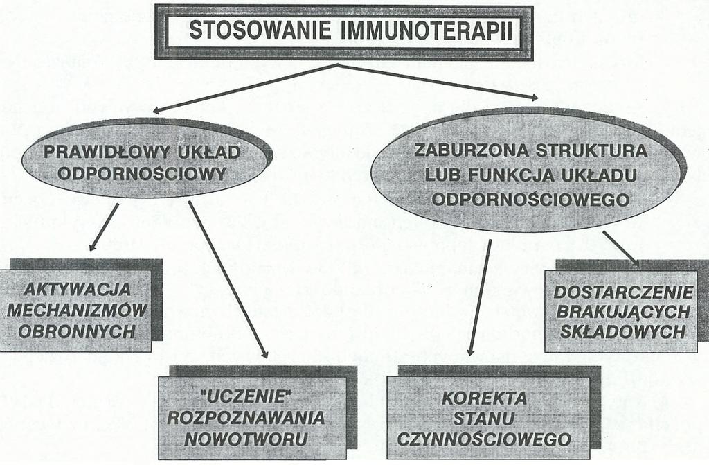 Wyspecjalizowane limfocyty, zwane komórkami pamięci immunologicznej, posiadają zakodowane wzorce swoich antygenów, stąd też powtórna aktywacja genów odpowiedzialnych za syntezę na przykład antygenów