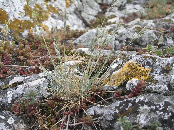 Cephalanthera damasonium buławnik