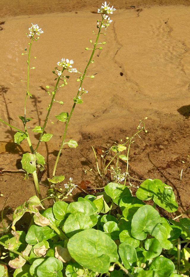 Arctostaphylos uva-ursi mącznica lekarska 9. Jovibarba sobolifera rojownik pospolity 10. Staphylea pinnata kłokoczka południowa 11. Trapa natans kotewka orzech wodny 12.